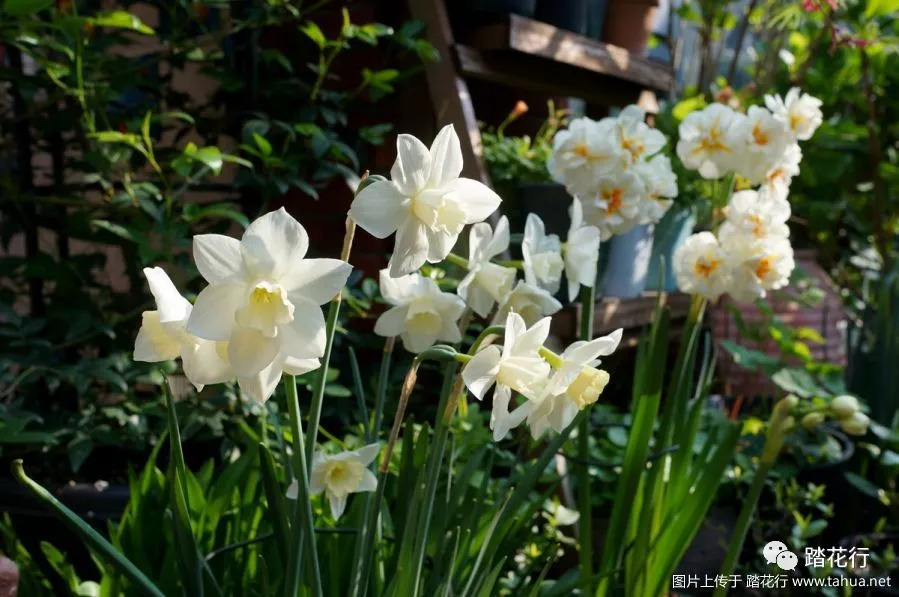 踏花行苹果版苹果樱花助旅怎么下载不了